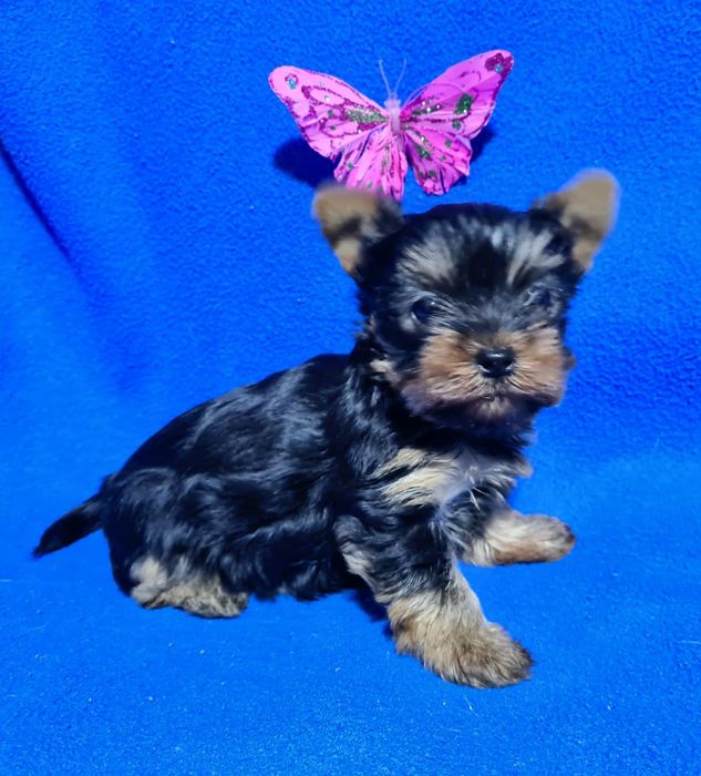 Продам щенков йоркширского терьера