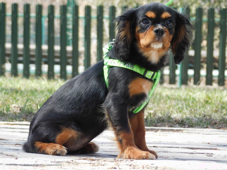 Щенки Кавалер Кинг Чарльз Спаниель