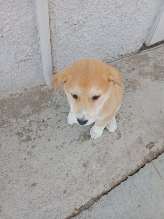 Щенок,смесь породы,4мес.