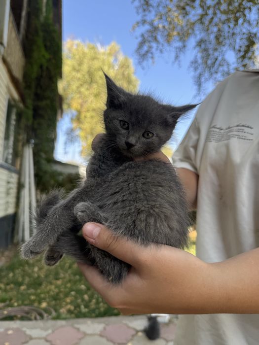 Котенок серый черный мальчик девочка