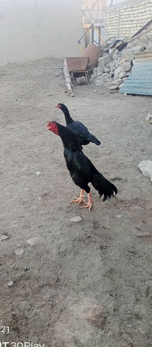 Kulangi xòroz sotiladi