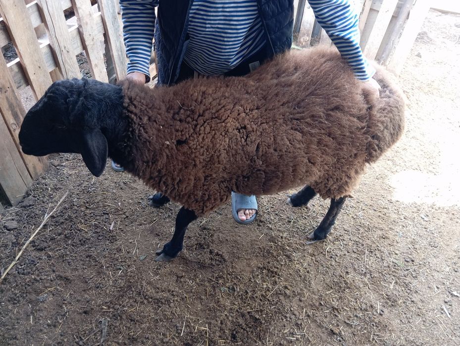 Продам молодого кошкара