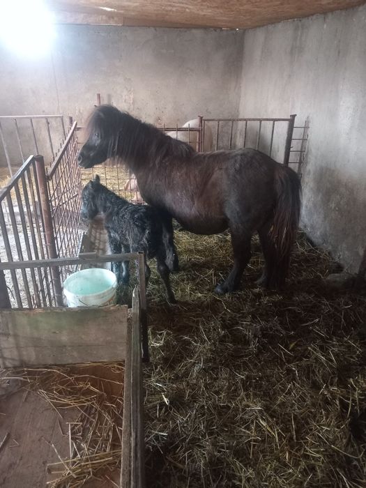 Vând poenita cu mânzut