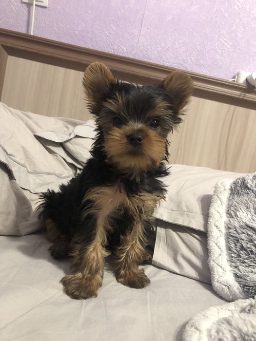 Йоркширксий терьер (мальчики )