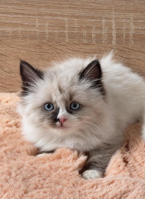 Рагдол Регдол Ragdoll