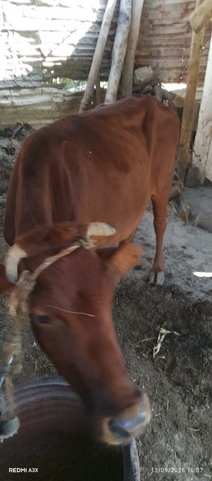 Boʻgʻiz inag 1 oyli