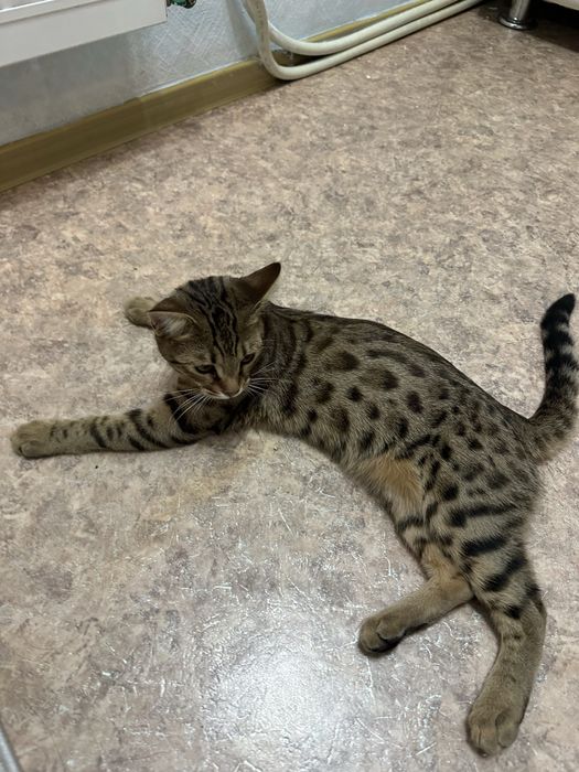 Бенгал котенок (4 месяца)