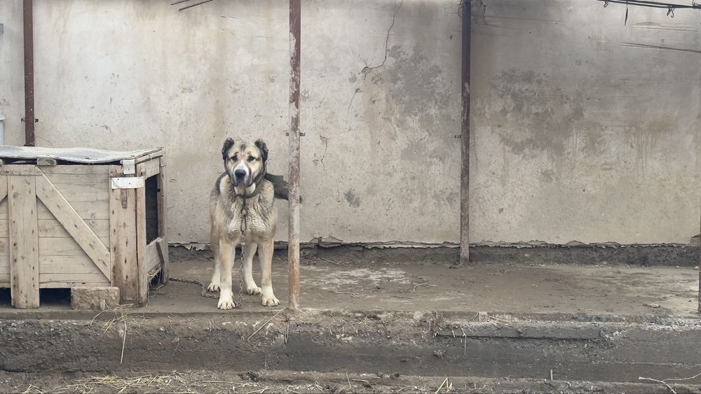 Ұрғашы төбет ірі ит