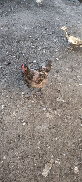 Cocosi austrolorp