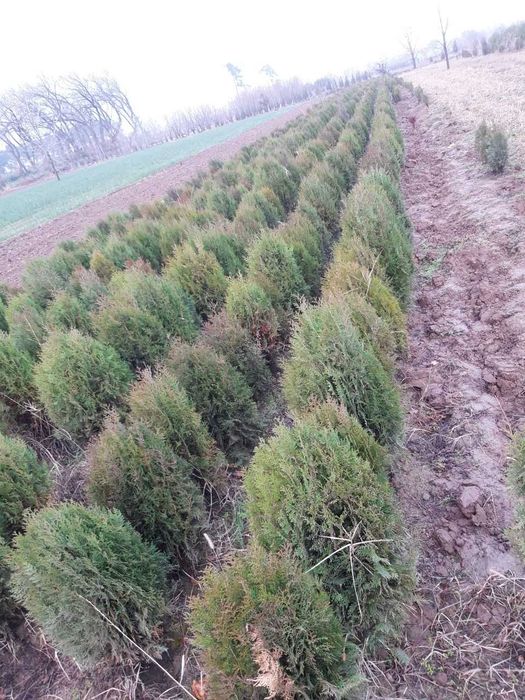 Mevali daraxt kochatlari