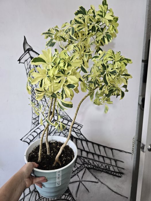 Шефлера жанин большая