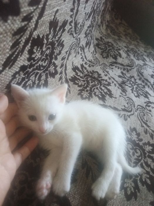 Кошечка белая...
