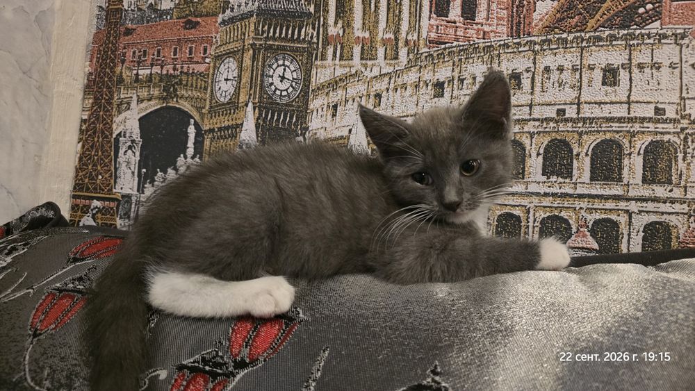 Отдам котят девочки