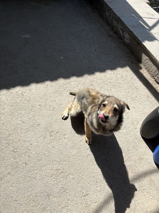 Отдам в хорошие руки щенка