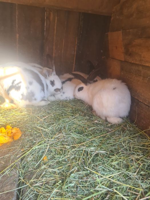 Vând iepuri fluture