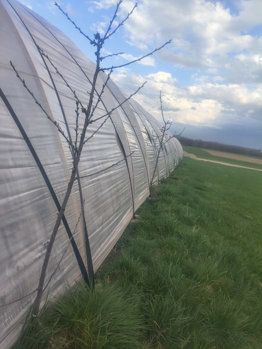 Tiava roluita 48.3 cu 3 MM  groasa 21.5 kg  135 de Ron bucata u