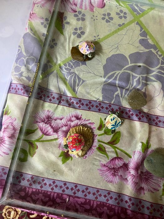 Продается красивые черепахи