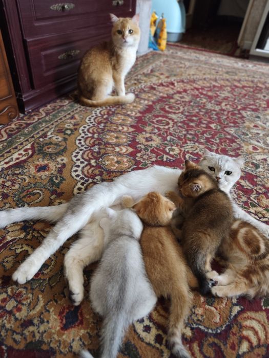 Zalataya shenshilla