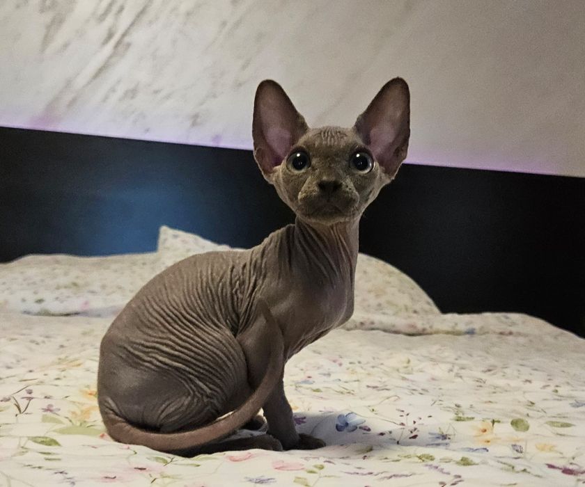 Baietel sphynx/sfinx BLUE deosebit!