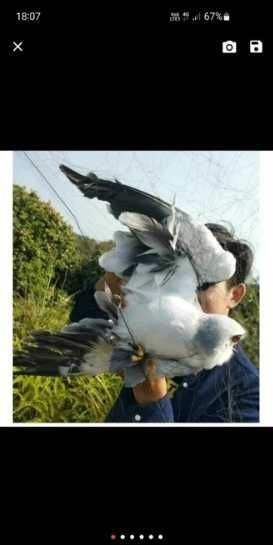 Plasa verticala anti pasari 3m x 15m