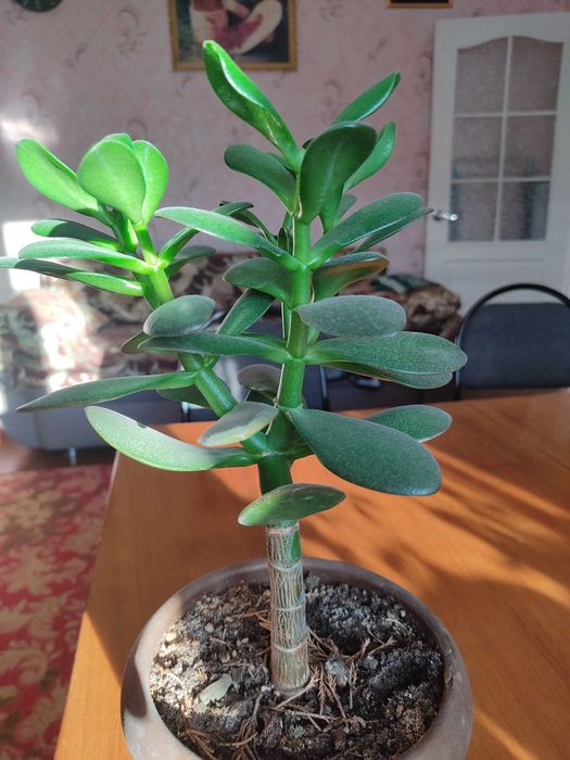 Толстянка денежное дерево