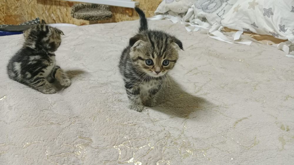 Котята породистые