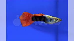 Продам рыбки мирные