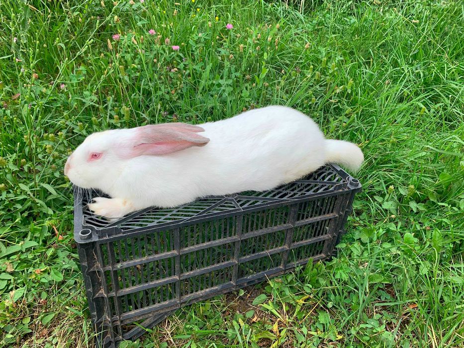 Iepuri de fermă / crescătorie proprie – sănătoși și bine îngrijiți