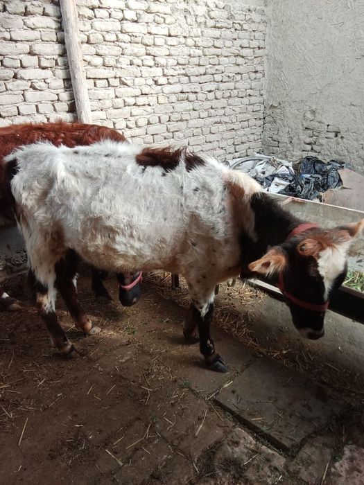 Hammasi gʻunojin. Iktasi bugoʻz