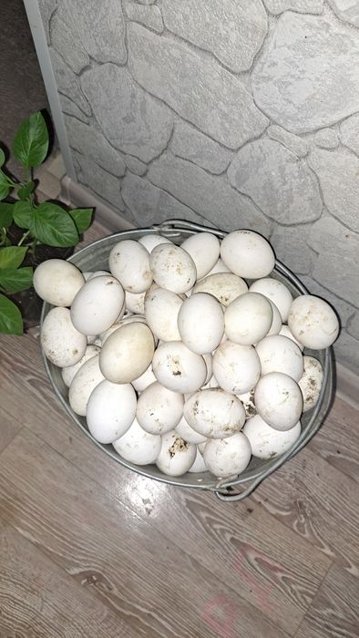 Куры несушки ДОСТАВКА