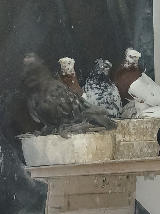 Голубы под сеточние