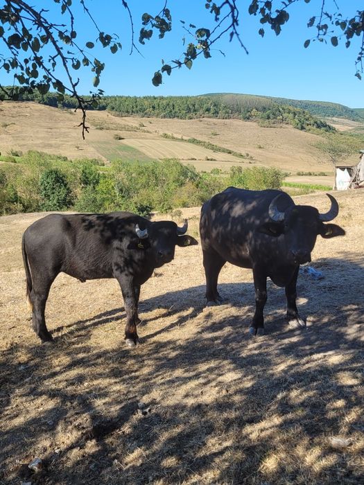 Vând bivoli și vițel de vaca
