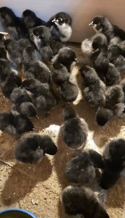 Rezervare pui Australorp și Marans
