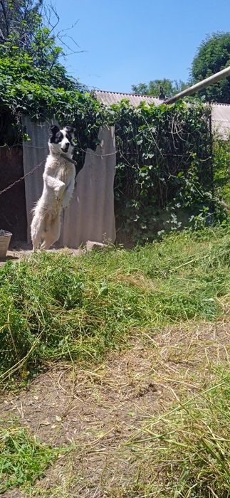 Адамм  соббакууу