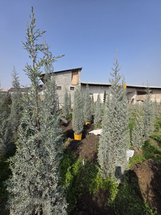 Arizonskiy Kiparis Italiyaniki