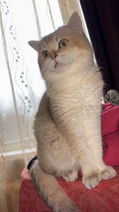 Золотой Шиншилла кот NU 12