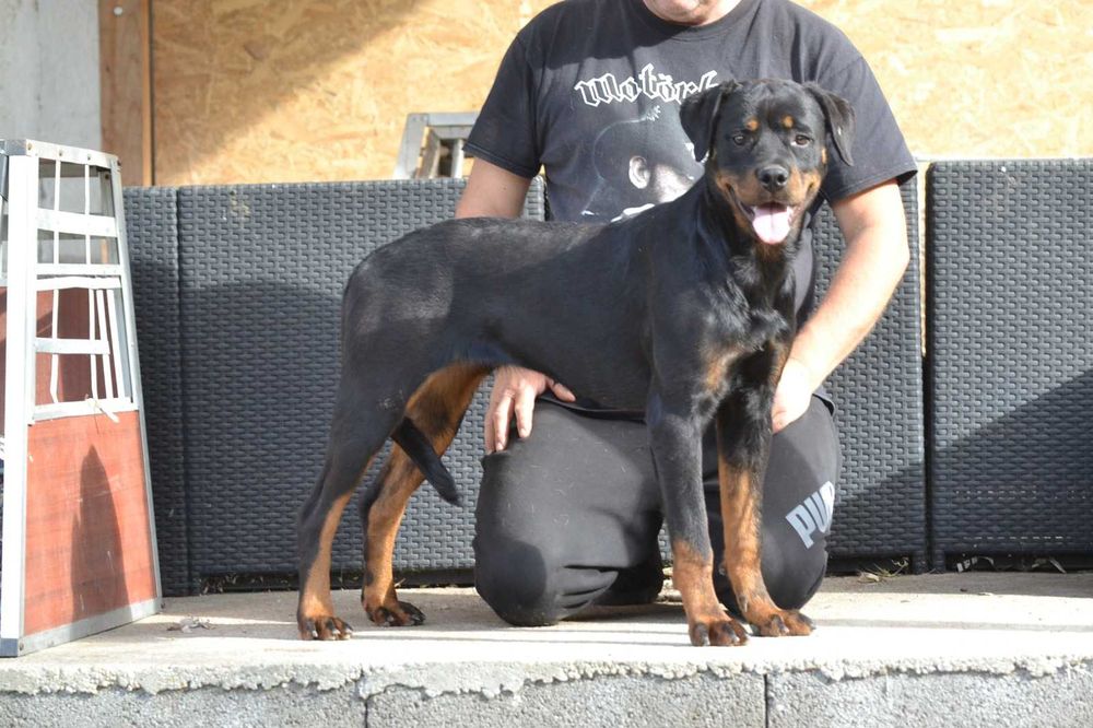 Femela rottweiler 7 luni