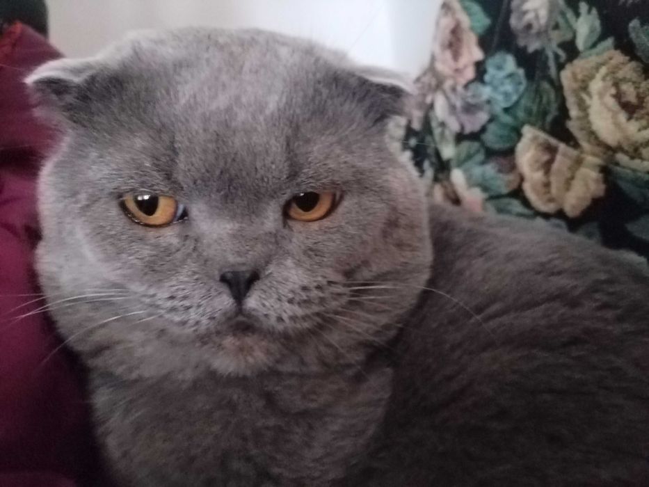 Кот на вязку вислоухий