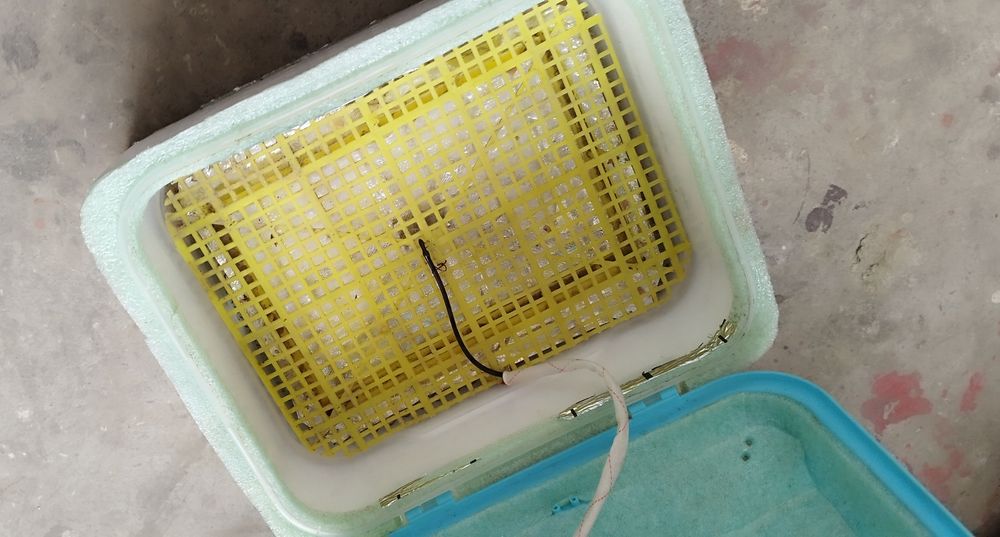 inkubator  инкубатор