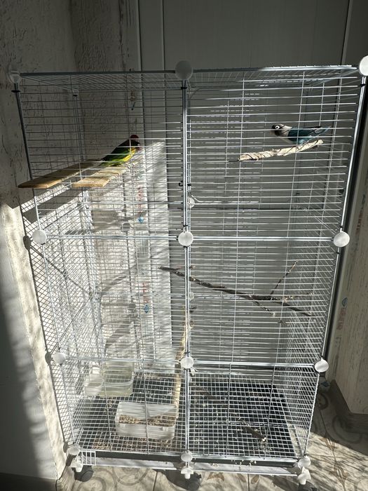 Попугаи с клеткой