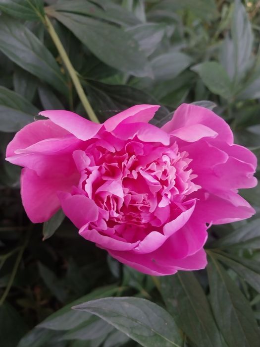 Продам дачу с домиком