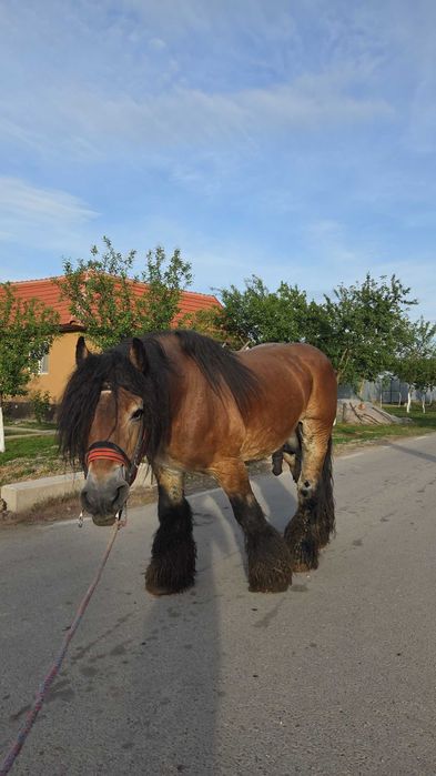 Armasar ardenez de vânzare.