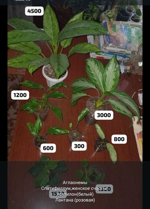 Комнатные цветы и отростки