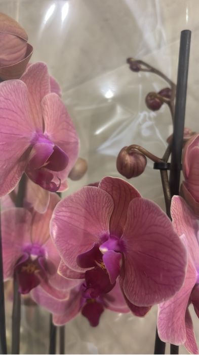 Орхидеи, орхидея 2 цветоноса! На подарок