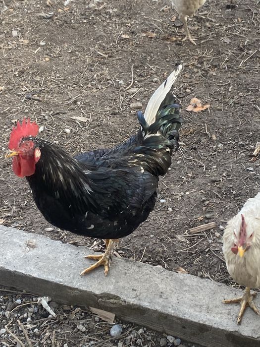 Петухи,қораздар,6-7 айлық