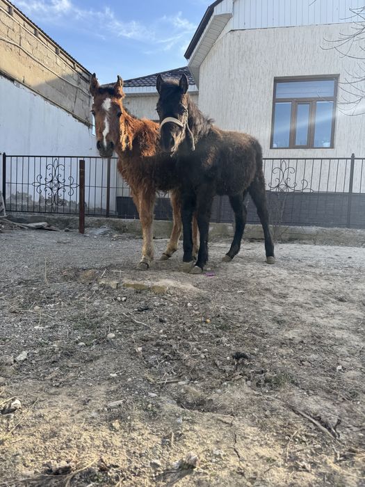 Екі құлын сатылады