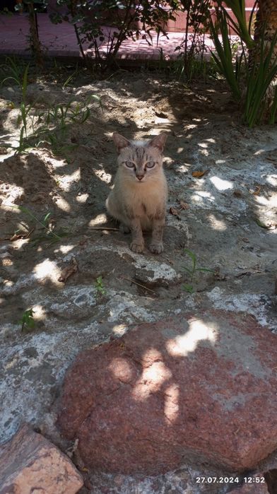 Продаються домашним кошкт