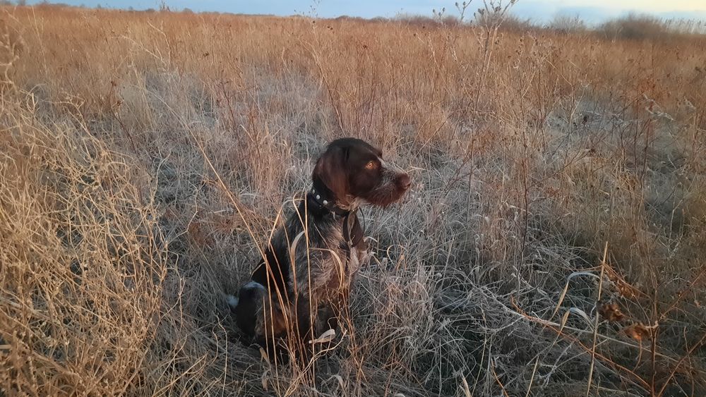 Ищем невесту для парня.