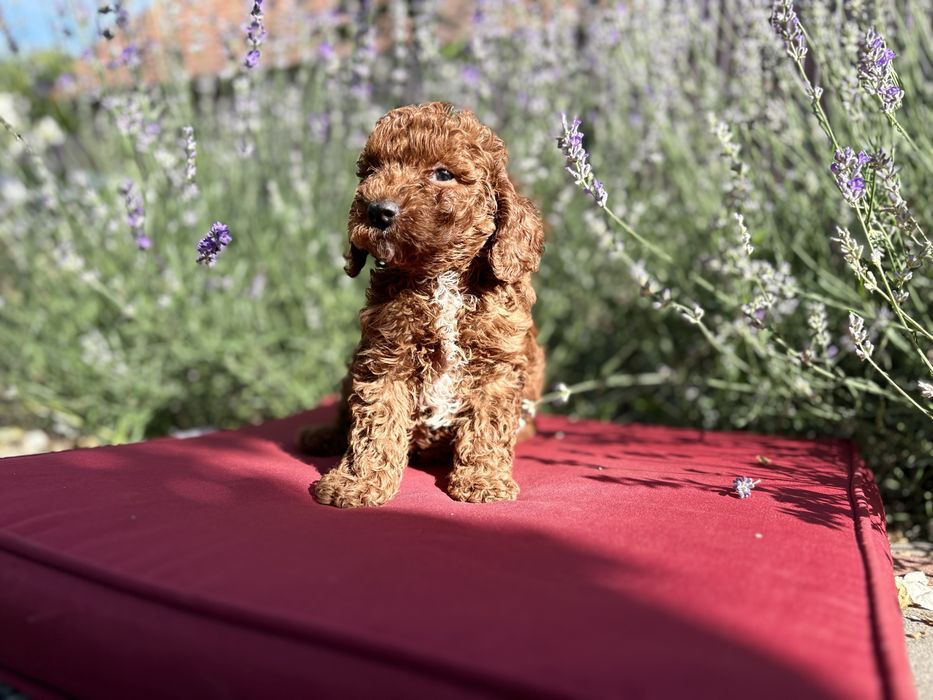 Femela pudel /poodle/caniche