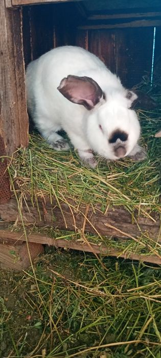 Vând iepuroi uriaș de Transilvania bun pentru reproductie
